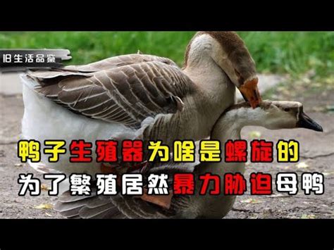 鵝生殖器|研究鳥類的性生活有什麼意義？